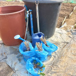 천운님의 두릅 · 삽목•정식 작성글 사진