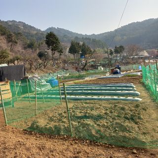 천운님의 두릅 · 삽목•정식 작성글 사진