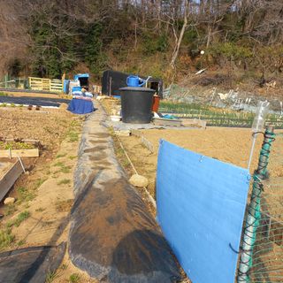 천운님의 두릅 · 삽목•정식 작성글 사진