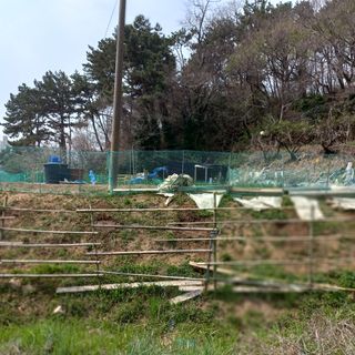 천운님의 두릅 · 삽목•정식 작성글 사진