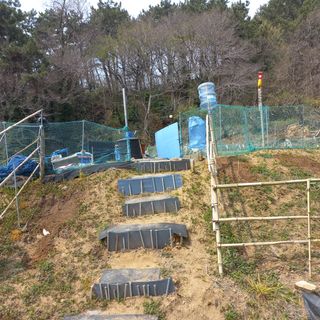 천운님의 두릅 · 삽목•정식 작성글 사진