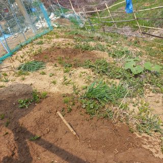 천운님의 두릅 · 삽목•정식 작성글 사진