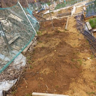 천운님의 두릅 · 삽목•정식 작성글 사진