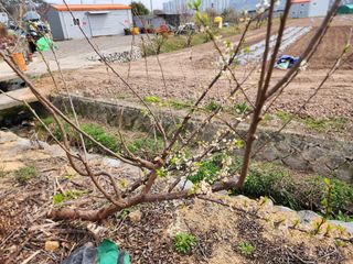 박필진님의 자유주제 · 자유게시판 작성글 사진