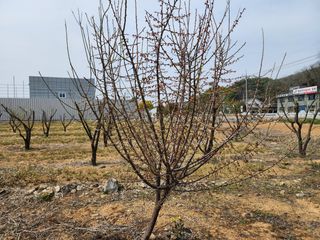 박필진님의 자유주제 · 자유게시판 작성글 사진