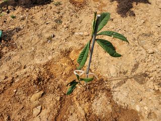 박필진님의 자유주제 · 자유게시판 작성글 사진