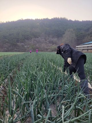 농사꾼 단비님의 양파 · 자유게시판 작성글 사진