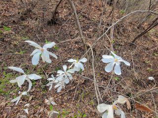 농사꾼 단비님의 양파 · 자유게시판 작성글 사진