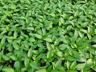 수박씨님의 고추 · 일상 작성글 사진