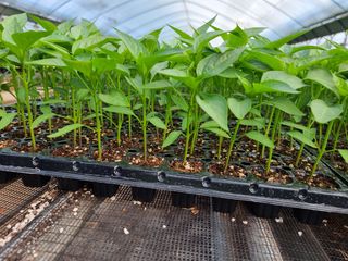 수박씨님의 고추 · 일상 작성글 사진