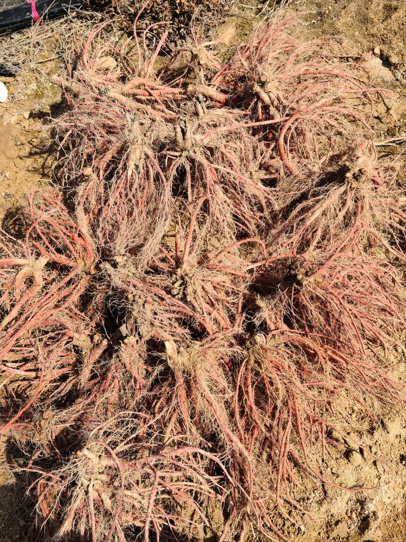 단삼님의 장터 판매 상품 [단삼] 첨부 사진