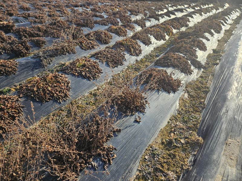 단삼님의 장터 판매 상품 [단삼] 첨부 사진