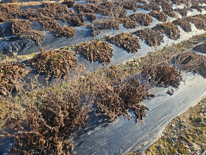 단삼님의 장터 판매 상품 [단삼] 첨부 사진