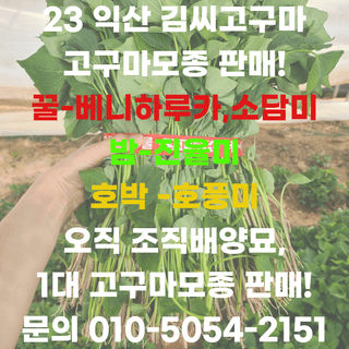 김동수님의 고구마 · 자유게시판 작성글 사진