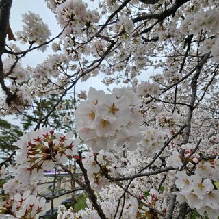 늘푸름(심영보)님의 자유주제 · 자유게시판 작성글 사진