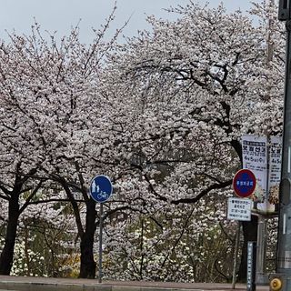 늘푸름(심영보)님의 자유주제 · 자유게시판 작성글 사진