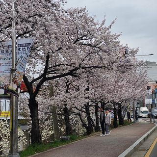 늘푸름(심영보)님의 자유주제 · 자유게시판 작성글 사진
