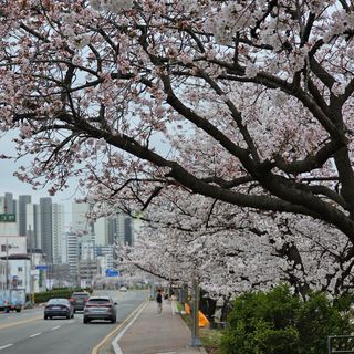 늘푸름(심영보)님의 자유주제 · 자유게시판 작성글 사진