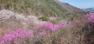 김근수님의 마늘 · 일상 작성글 사진