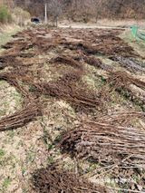 팜모닝 들깨·자유게시판 게시글 이미지