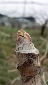 팜모닝 두릅·수확 게시글 이미지