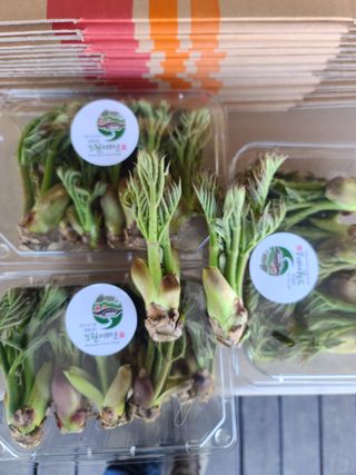 주대성님의 두릅 · 수확 작성글 사진