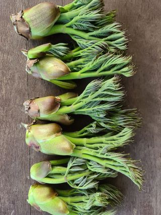 주대성님의 두릅 · 수확 작성글 사진