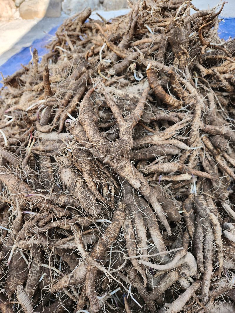 장터 상품 [더덕4키로] 썸네일