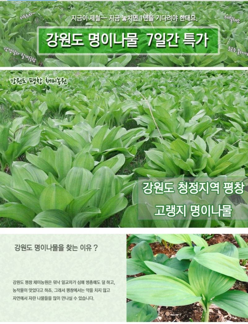 장터 상품 [명이나물1kg] 썸네일