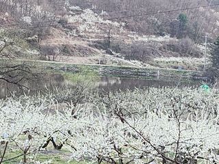 오토산농장님의 자유주제 · 자유게시판 작성글 사진