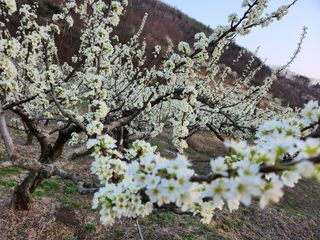 오토산농장님의 자유주제 · 자유게시판 작성글 사진