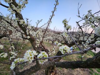 오토산농장님의 자유주제 · 자유게시판 작성글 사진
