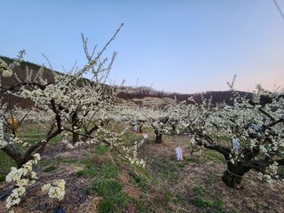 오토산농장님의 자유주제 · 자유게시판 작성글 사진