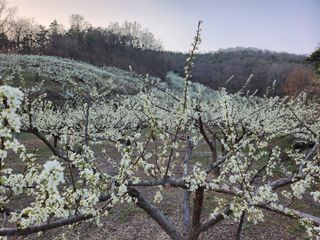 오토산농장님의 자유주제 · 자유게시판 작성글 사진