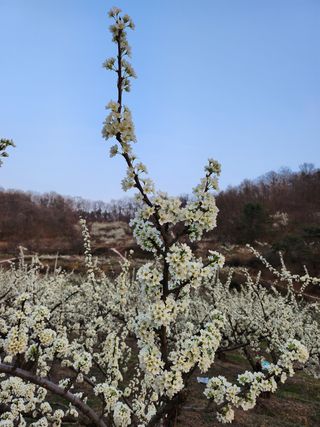 오토산농장님의 자유주제 · 자유게시판 작성글 사진