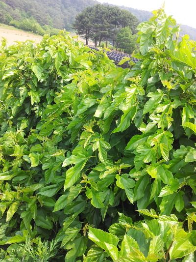 석도익님의 장터 판매 상품 [뽕잎분말 400g] 첨부 사진