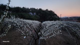 김준한님의 자두 · 자유게시판 작성글 사진