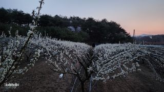 김준한님의 자두 · 자유게시판 작성글 사진
