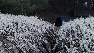 김준한님의 자두 · 자유게시판 작성글 사진