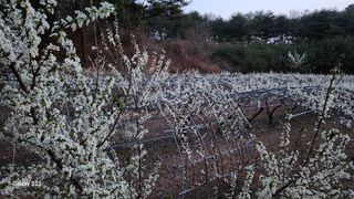 김준한님의 자두 · 자유게시판 작성글 사진