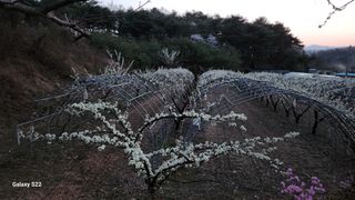 김준한님의 자두 · 자유게시판 작성글 사진