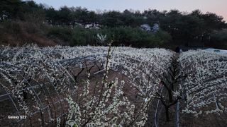 김준한님의 자두 · 자유게시판 작성글 사진