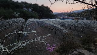 김준한님의 자두 · 자유게시판 작성글 사진