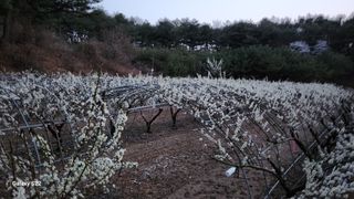 김준한님의 자두 · 자유게시판 작성글 사진