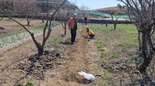 향양농장 사랑합니다님의 콩 · 자유게시판 작성글 사진