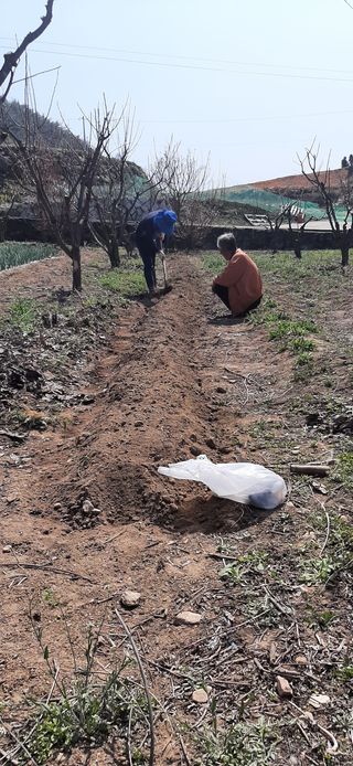 향양농장 사랑합니다님의 콩 · 자유게시판 작성글 사진