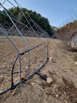 팜모닝 복숭아·자유게시판 게시글 이미지