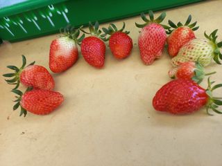 천상도야 님의 딸기 · 병해충상담 작성글 사진