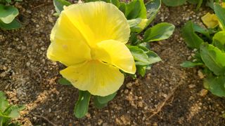 강릉 농사초보자님의 자유주제 · 자유게시판 작성글 사진