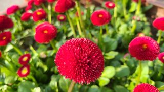 강릉 농사초보자님의 자유주제 · 자유게시판 작성글 사진